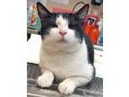 Adopt Gus (Bonded with Theo) (at Smitten Kitten) a Domestic Short Hair
