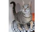 Adopt Sova a Domestic Short Hair