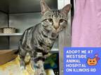 Adopt STRAUSS a Domestic Short Hair