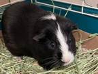 Adopt BEAN a Guinea Pig