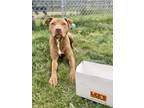 Adopt Bucket a Pit Bull Terrier, Mixed Breed