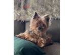 Adopt Jack a Yorkshire Terrier