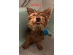 Adopt Wrigley a Yorkshire Terrier