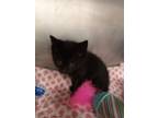 Adopt Black Panther a Domestic Short Hair