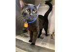 Adopt Baron a Domestic Short Hair