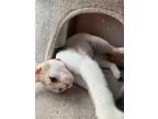 Adopt Teela a Domestic Short Hair