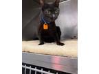 Adopt ozzy a Domestic Short Hair