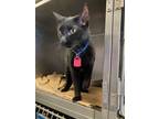 Adopt Eldon a Domestic Short Hair