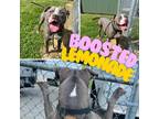 Adopt BOOSTED LEMONADE a Pit Bull Terrier