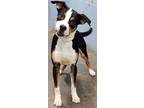 Adopt Leon a Pit Bull Terrier, Mixed Breed