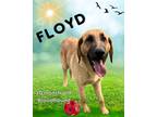 Adopt Floyd a Bloodhound