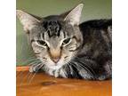 Adopt RICKY BOBBY a Domestic Short Hair