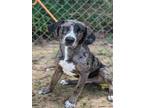 Adopt ECHO a Catahoula Leopard Dog, Mixed Breed