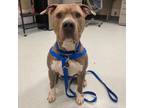 Adopt ZEUS a Pit Bull Terrier