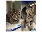 Adopt BUSBY a Domestic Short Hair