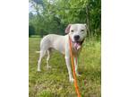 Adopt SOLO a Dogo Argentino, Mixed Breed