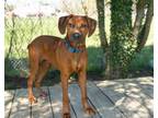 Adopt DENVER a Redbone Coonhound, Mixed Breed