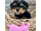Mutt Puppy for sale in Jonestown, TX, USA