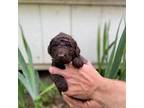Labradoodle Puppy for sale in Anderson, SC, USA
