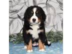 Bernese Mountain Dog Puppy for sale in Fredericksburg, OH, USA