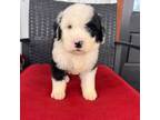 standard sheepadoodle