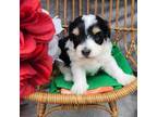 Mutt Puppy for sale in Scottsville, VA, USA