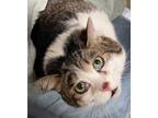 Adopt Sinatra/fiv + a Domestic Short Hair