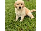 Golden Retriever Puppy for sale in Wytheville, VA, USA