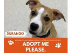 Adopt DURANGO a Pit Bull Terrier