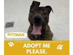 Adopt PITTMAN a Pit Bull Terrier