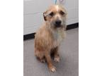 Adopt Dutch a Wirehaired Terrier