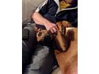 Adopt Scooby - COURTESY POST a Rhodesian Ridgeback