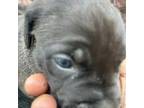 Cane Corso Puppy for sale in Hyattsville, MD, USA