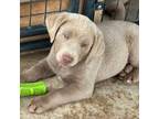 Labrador Retriever Puppy for sale in Castroville, TX, USA
