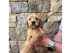 Golden Retriever Puppy for sale in Blue Ridge, GA, USA