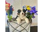 Australian Shepherd Puppy for sale in Ruffin, SC, USA