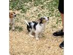 Parson Russell Terrier Puppy for sale in Kansas City, MO, USA