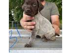 German Shorthaired Pointer Puppy for sale in Cottondale, FL, USA