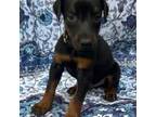 Doberman Pinscher Puppy for sale in Sumterville, FL, USA