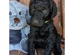 Labradoodle Puppy for sale in Redding, CA, USA