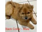 Blackie *REDUCED PRICE*