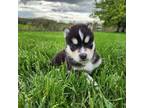 Siberian Husky Puppy for sale in Kalona, IA, USA