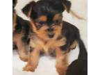 Yorkshire Terrier Puppy for sale in Wise, VA, USA