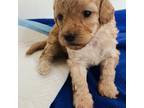 Shih-Poo Puppy for sale in Puyallup, WA, USA