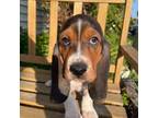 Basset Hound Puppy for sale in Hacienda Heights, CA, USA
