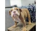 Bulldog Puppy for sale in Azusa, CA, USA