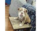 Bulldog Puppy for sale in Azusa, CA, USA