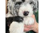 Mutt Puppy for sale in Woodside, NY, USA