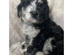 Mutt Puppy for sale in Woodside, NY, USA