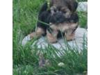 Mutt Puppy for sale in Broken Arrow, OK, USA